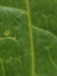 Some pore in a leaf