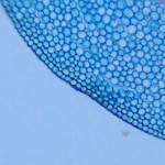 Cellular circles in plant root
