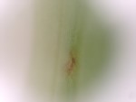 Spider plant leaf