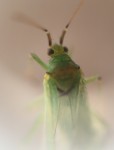 50 Shades of Green(fly)