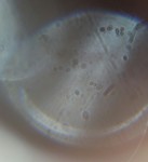 Eye through (and under) the microscope