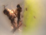 sundew dinner – flies caught on sundew plant