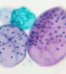 Colour Contrasting Cells