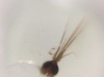 Mosquito Head